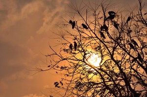 sunset, birds, tree, grief, nature, suffering